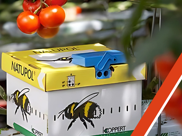 Biologische gewasbestuiving door hommels